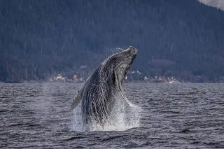 Whale and Wildlife Viewing Tour