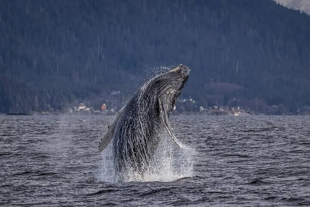 Whale and Wildlife Viewing Tour - Image 1