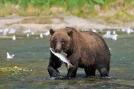 Skagway Wildlife Safari & Bear Viewing thumbnail 1