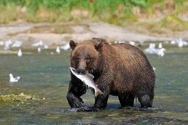 Skagway Wildlife Safari & Bear Viewing - Image 1