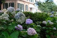 Savannah Botanical Tour thumbnail 4