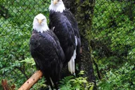 Sitka Alaska Raptor Center Admission thumbnail 3