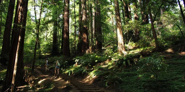 San Francisco Muir Woods & Golden Gate Bike Tour - Image 1