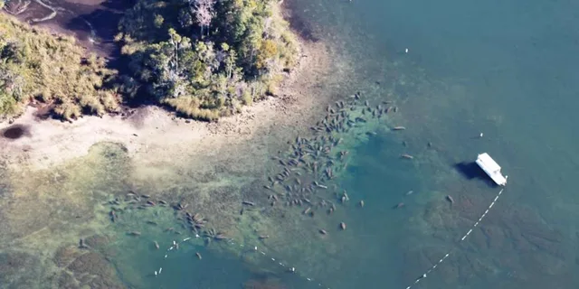 Crystal River Manatee Viewing and Sightseeing Boat Tour - Image 4
