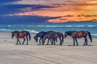 Carolina Dunes Self-Guided Audio Driving Tour thumbnail 1
