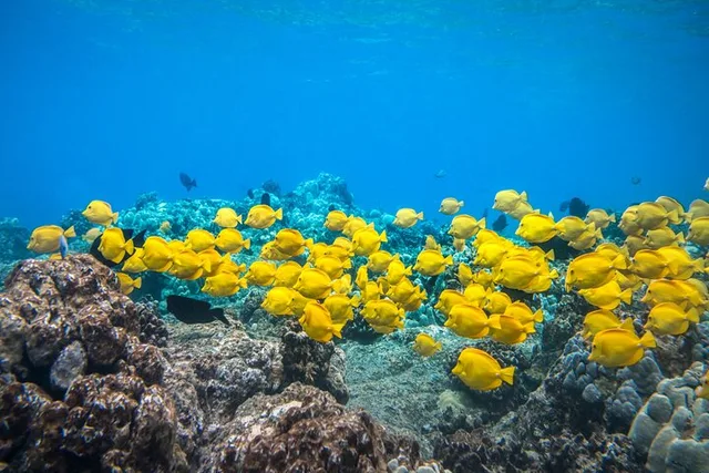 Kailua-Kona Snorkel Tour at Kealakekua Bay 4 hr - Image 4