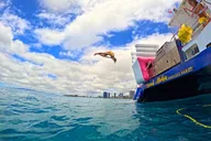 Honolulu Snorkeling & Ocean Waterpark Adventure thumbnail 5
