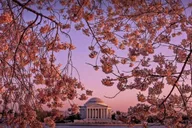 Washington D.C. Kenwood Cherry Blossoms Tour 3 hr thumbnail 6