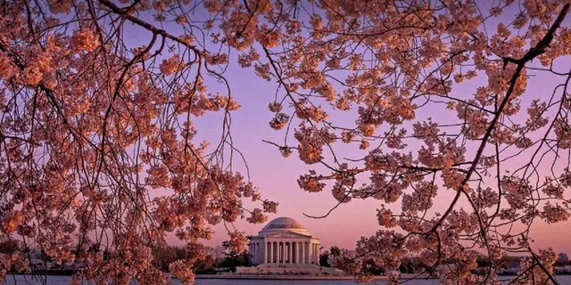 Washington D.C. Kenwood Cherry Blossoms Tour 3 hr - Image 6