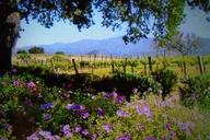 Santa Ynez Valley Wine Tour 6 hr thumbnail 6