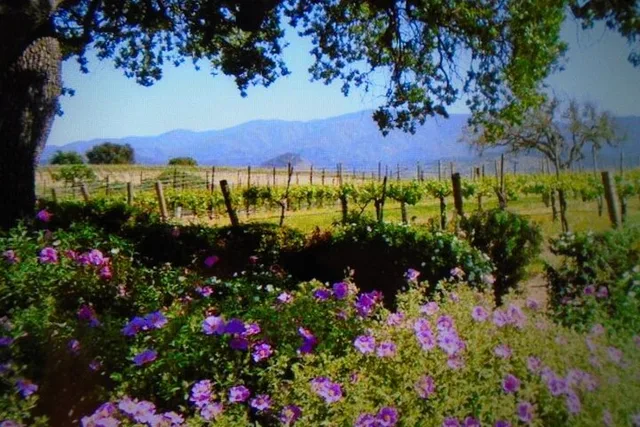 Santa Ynez Valley Wine Tour 6 hr - Image 6