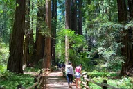 San Francisco Muir Woods Tour with Golden Gate Stops 3 Hr thumbnail 4