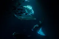 Hawaii Manta Ray Snorkel Experience 2 hr thumbnail 4