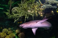 New York Aquarium Entry Ticket thumbnail 2