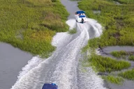 Hilton Head Dolphin and Nature Tour 90 Min thumbnail 5