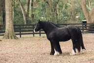 Ocala Gypsy Gold Horse Farm Walking Tour thumbnail 5