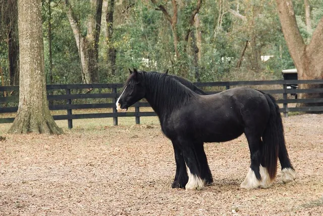Ocala Gypsy Gold Horse Farm Walking Tour - Image 5