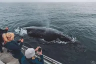 Monterey Whale Watching Tour 3 hr thumbnail 2