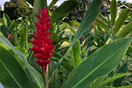 Maui Road to Hana Reverse Tour thumbnail 6