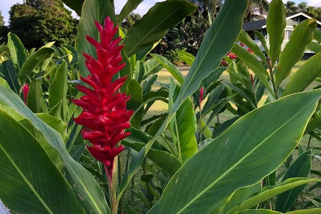 Maui Road to Hana Reverse Tour - Image 6