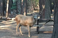 Yosemite Small Group Tour thumbnail 6