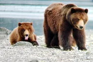 Juneau Bear Viewing at Pack Creek 6 hr thumbnail 2