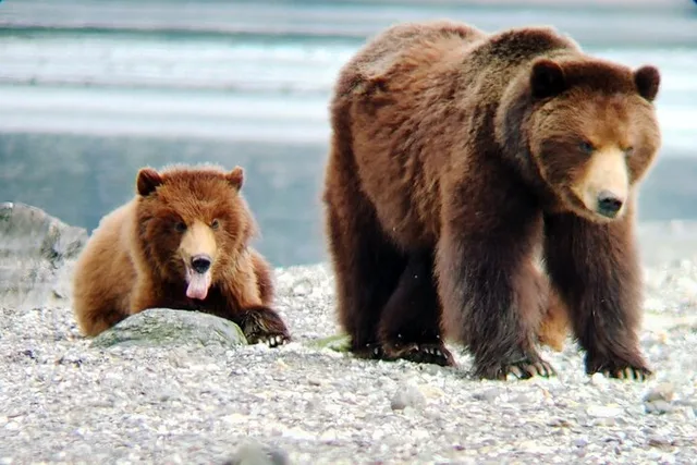 Juneau Bear Viewing at Pack Creek 6 hr - Image 2