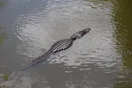 Cape Coral Dolphin Boat Tour thumbnail 6