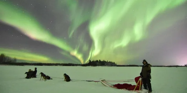 Fairbanks Dog Sledding and Mushing Experience - Image 3