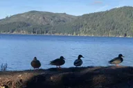 Seattle Olympic National Park Day Tour thumbnail 2