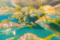 Key West Snorkel Sail with Mimosas and Breakfast thumbnail 5
