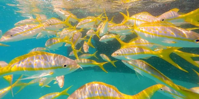 Key West Snorkel Sail with Mimosas and Breakfast - Image 5