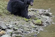 Ketchikan Totem Pole and Wildlife Trolley Tour 2 hr thumbnail 3