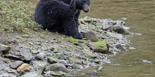 Ketchikan Totem Pole and Wildlife Trolley Tour 2 hr - Image 3