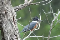 Denver Bird Watching Tour thumbnail 4