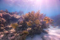 Key Largo Shallow 2 Tank Dive Trip thumbnail 4