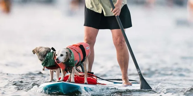 Marina del Rey Kayak and Paddleboard Tour - Image 2