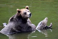 Sitka Tour: Fortress of the Bear & Totems thumbnail 6