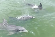Hilton Head Island Ocean Dolphin Cruise thumbnail 5