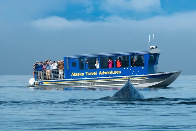 Juneau Whale Watching and Salmon Bake - Image 3