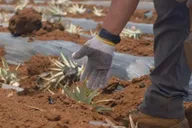 Maui Pineapple Planting Experience 2 hr thumbnail 2