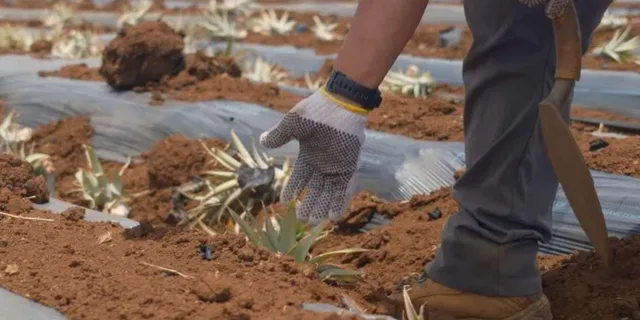 Maui Pineapple Planting Experience 2 hr - Image 2