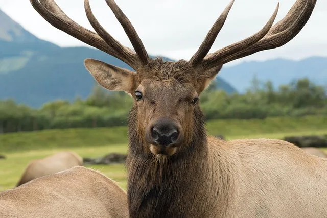 Anchorage Wildlife Tour 4 hr - Image 4