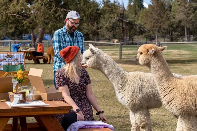 Bend Alpaca Picnic Experience - Image 5