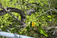 Miami Everglades Small-Group Tour in French 4 hr thumbnail 3