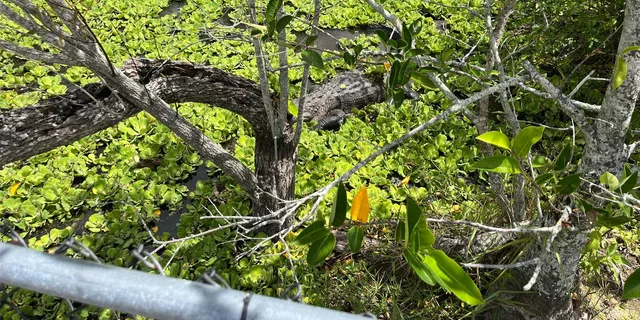 Miami Everglades Small-Group Tour in French 4 hr - Image 3