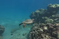 Honolulu Snorkeling Tour at Hanauma Bay 4 hr thumbnail 5