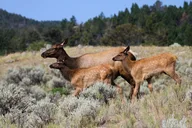 Yellowstone Private Upper Loop Tour with Lunch thumbnail 5