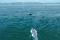 San Diego Whale and Dolphin Watching Speedboat Tour thumbnail 4