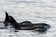 Seward Orca Quest Cruise in Resurrection Bay 4 hr thumbnail 3